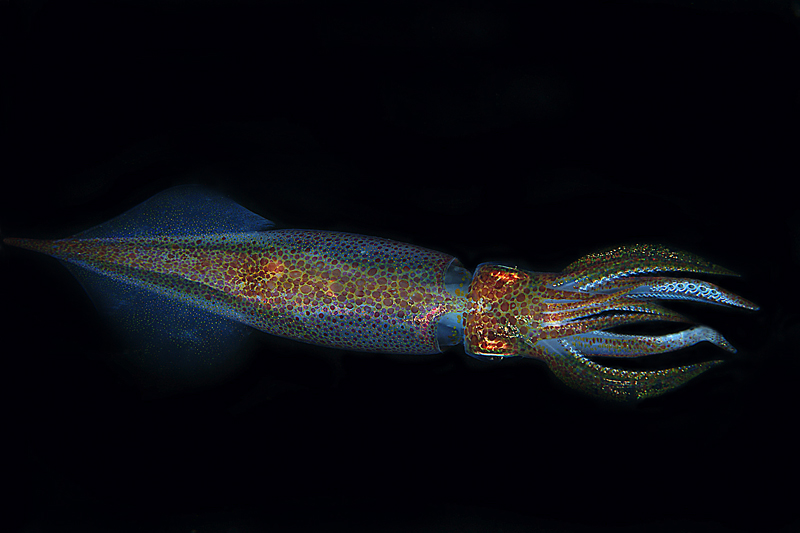 Loligo vulgaris